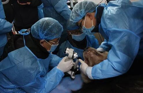 2018年即将结束，这一年，成都牛八体育以规范的诊疗、高明的技艺、 的服务，赢得了广大患者朋友和社会各界的好评。在2018年，成都牛八体育在发展的道路上有哪些大事记呢，让我们一起来回顾。4.jpg